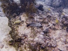 no rights reserved Queen Parrotfish