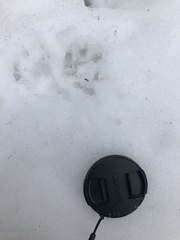 Didelphis virginiana