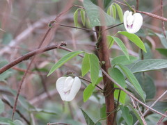 Centrosema sagittatum
