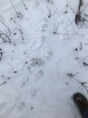 Didelphis virginiana