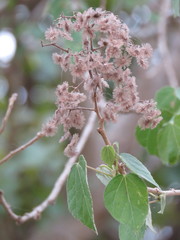 Heliocarpus pallidus