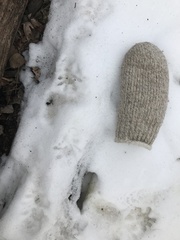 Didelphis virginiana