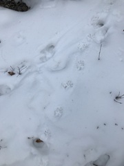 Didelphis virginiana