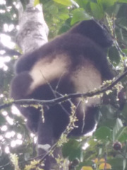 Propithecus edwardsi