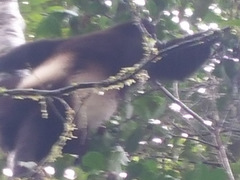 Propithecus edwardsi