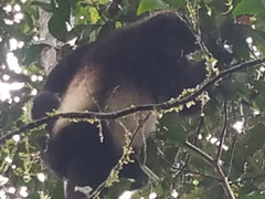 Propithecus edwardsi