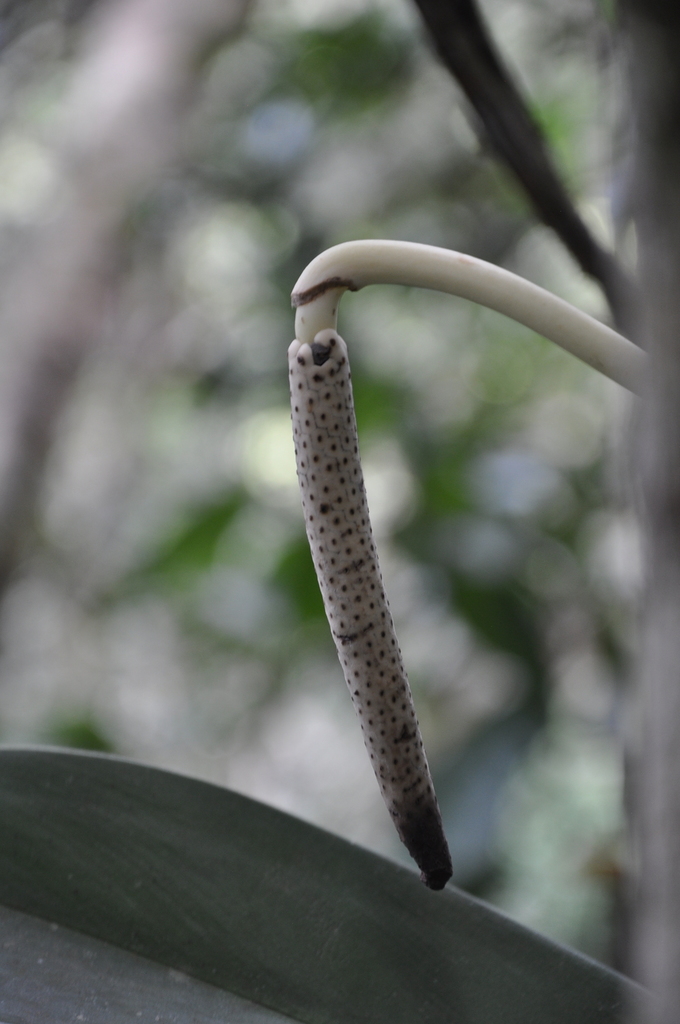 Stenospermation multiovulatum