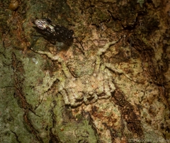 Stephanopis carcinoides