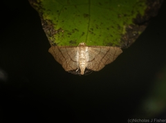 Hypolamprus ypsilon