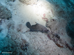 Rypticus saponaceus