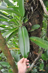 Stenospermation multiovulatum