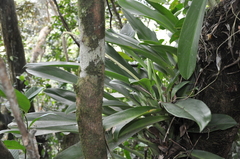 Stenospermation multiovulatum