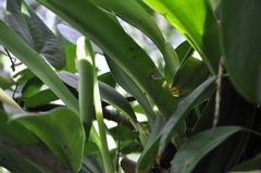 Stenospermation multiovulatum