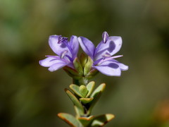 Veronica pimeleoides pimeleoides