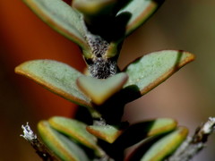 Veronica pimeleoides pimeleoides