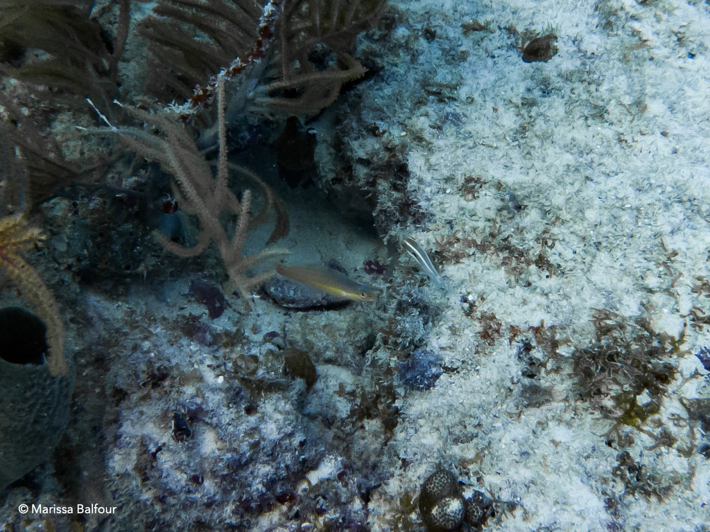 Greenband Wrasse