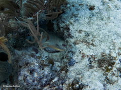Greenband Wrasse photo 2