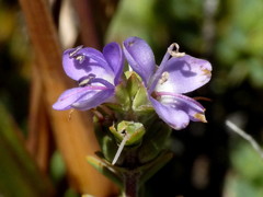 Veronica pimeleoides pimeleoides