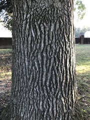 Liquidambar styraciflua