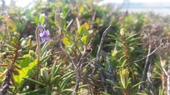 Pinguicula villosa
