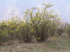 Piptanthus nepalensis