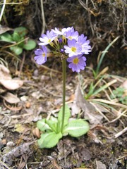 Primula denticulata
