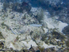 Malacanthus plumieri