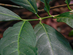 Posoqueria latifolia