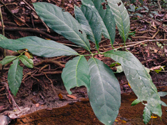 Posoqueria latifolia