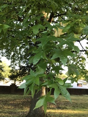 Liquidambar styraciflua