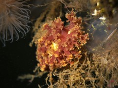 Dendronotus