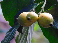Posoqueria latifolia