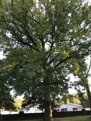 Liquidambar styraciflua