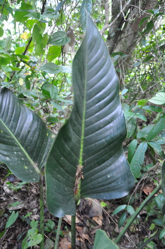 Philodendron davidsonii image