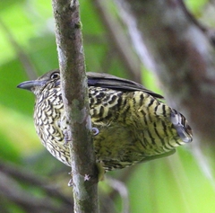 Ampelioides tschudii