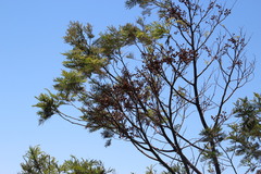 Dasineura rubiformis