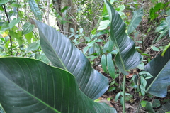Philodendron davidsonii