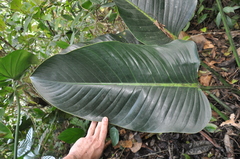 Philodendron davidsonii