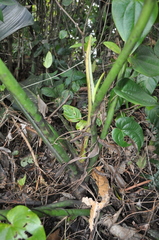 Philodendron davidsonii