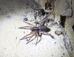 Trochosa sepulchralis