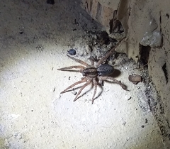 Trochosa sepulchralis