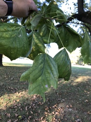 Liriodendron tulipifera
