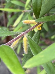 Persoonia mollis