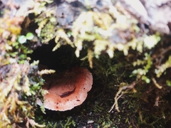 Fungi