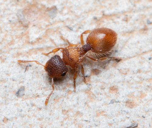 Meranoplus froggatti