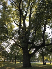 Liriodendron tulipifera