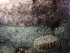 Stenoplax fallax