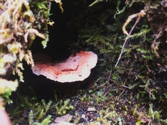 Fungi