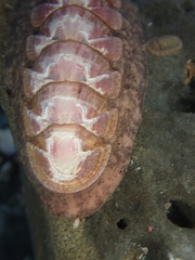Stenoplax fallax