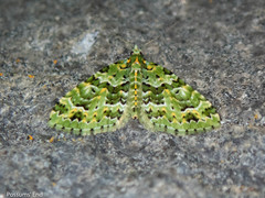 Pasiphila melochlora